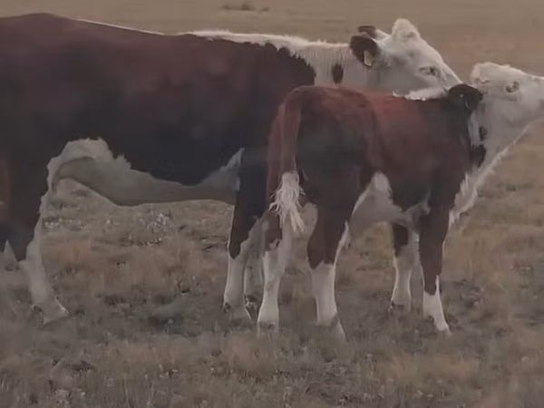 Cow, Kazakh White-headed cow