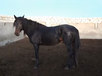 حصان, Kushum Horse — الصورة 2