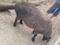 Schaf, Saryarka sheep — Foto 4