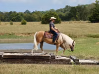 Horse (M), Quarter Horse — photo 3