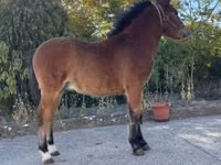 公马, Welsh Cob — 照片 3