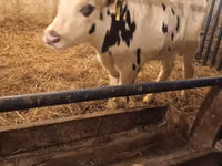 Bull, Russian Black pied cattle — photo 6