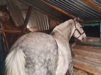 فرس, Ukrainian Riding Horse — الصورة 2