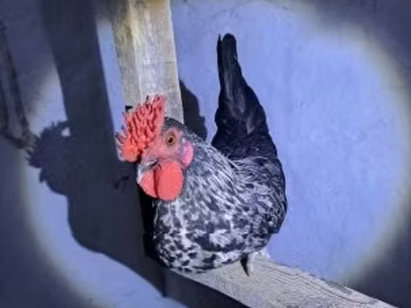 Poule danoise