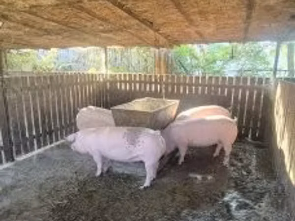 خنزيرة, الخنازير