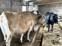Vache, Simmental cattle — photo 3