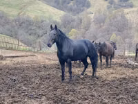 Caballo, Karachay horse — foto 5