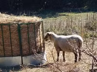 Sheep, Merino sheep — photo 3