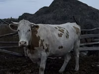 Cow, Simmental cattle — photo 2