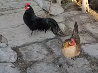 Chickens — Foto 1