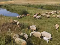 भेड़, Balbas sheep — फ़ोटो 3