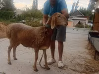 Sheep, Arashan sheep — photo 6