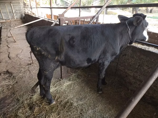 公牛, Cattle