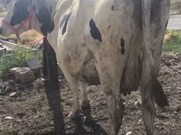 Vaca, Russian Black pied cattle — foto 4