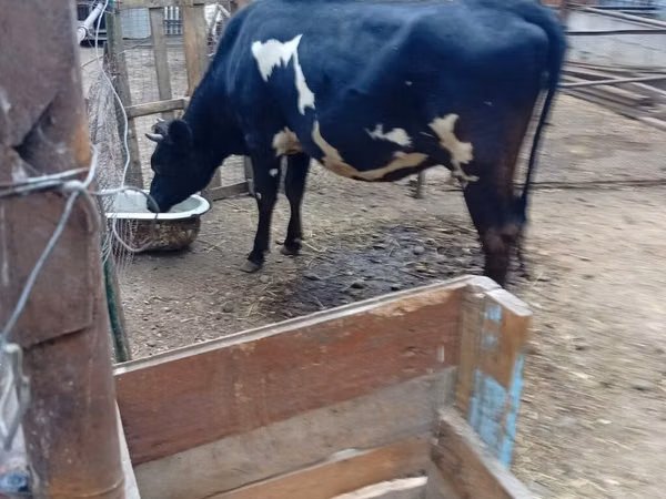 母牛, Holstein breed