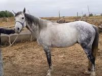 Cheval, Friesian sport horse — photo 2