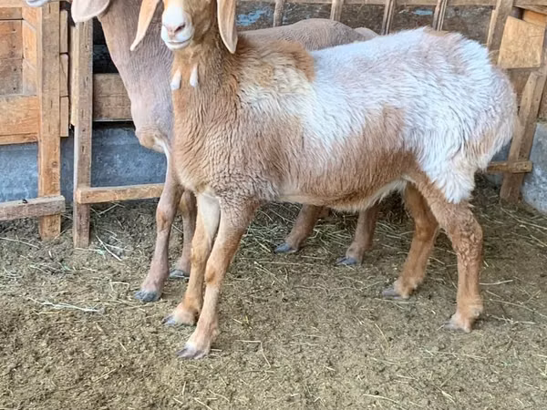 نعجة, Arashan sheep