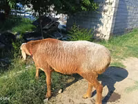 公羊, Agin sheep — 照片 1