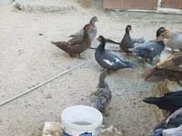 Canard musqué domestique — photo 4