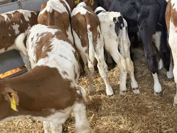 أبقار (دفعة، الجنس غير محدد), Simmental cattle