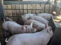 Sow, Pigs — photo 6