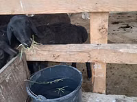 Ram, Sheep — photo 4