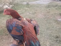 डॉमिनेंट — फ़ोटो 2