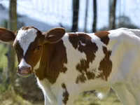 Bovinos (lote, sexo no especificado), Ganado vacuno — foto 3