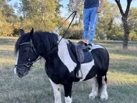 母马, Gypsy horse — 照片 3