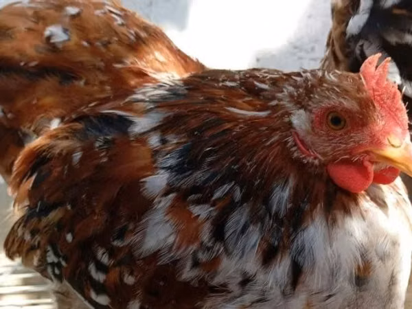 Pékin Bantam