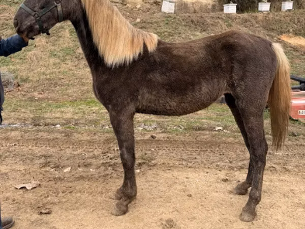 Jument, Rocky Mountain Horse