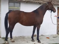 母马, Horses — 照片 1