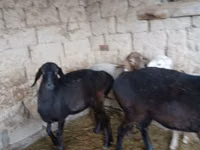 Brebis, Moutons — photo 7