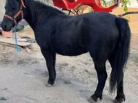 Jument, Chevaux — photo 2