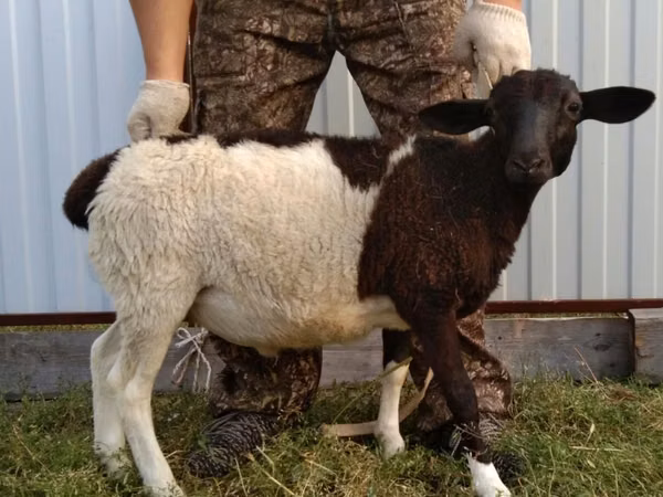 Schaf, Barbados Blackbelly sheep