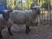 Widder, Shroshire sheep — Foto 3
