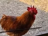 Chickens — Foto 5