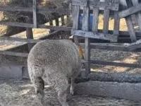 Oveja, Beltex sheep — foto 2