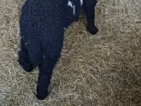 公羊, Wallis Country sheep — 照片 1