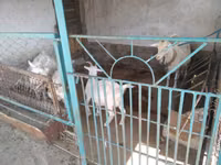 Chèvre, Russian White goat — photo 3