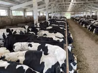 母牛, Yaroslavl cattle — 照片 3