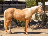 母马, Quarter Horse — 照片 2