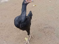 Chickens — Foto 3