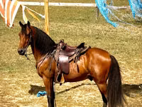 Hengst, Tennessee Walking Horse — Foto 5