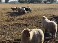 Widder, Racka sheep — Foto 4