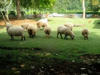 母羊, Hampshire sheep — 照片 3