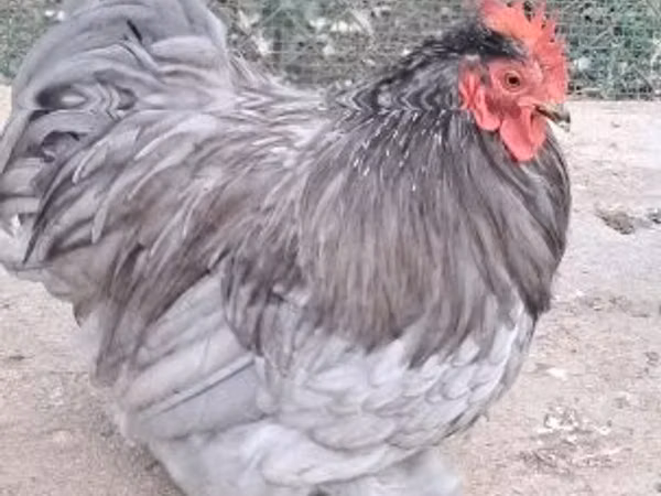पेकिन बैंटम