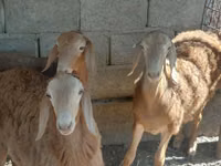 Bélier, Arashan sheep — photo 5
