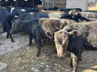 Taureau, Swiss cattle — photo 1
