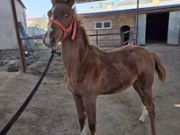 公马, Thoroughbred horse — 照片 4